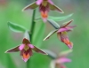 Epipactis Passionata